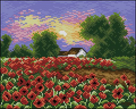 polish-poppies-field.jpg
